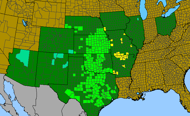 The range of Penstemon cobaea